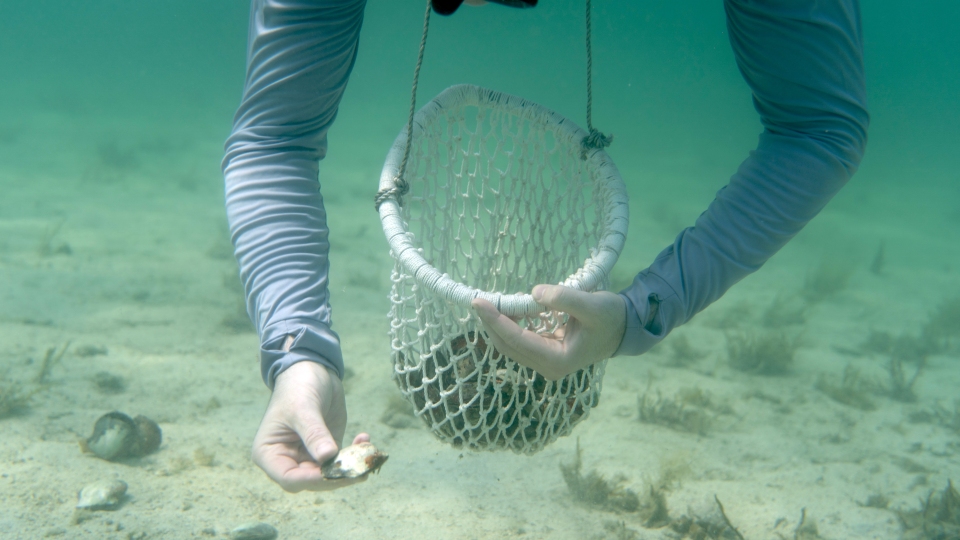 Pearl Diving - Image 1