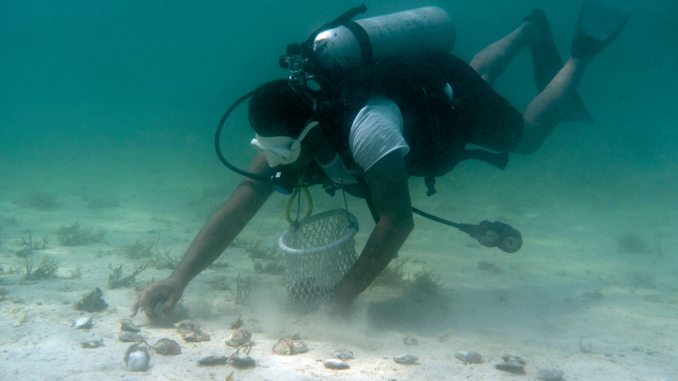 Pearl Diving - Image 1